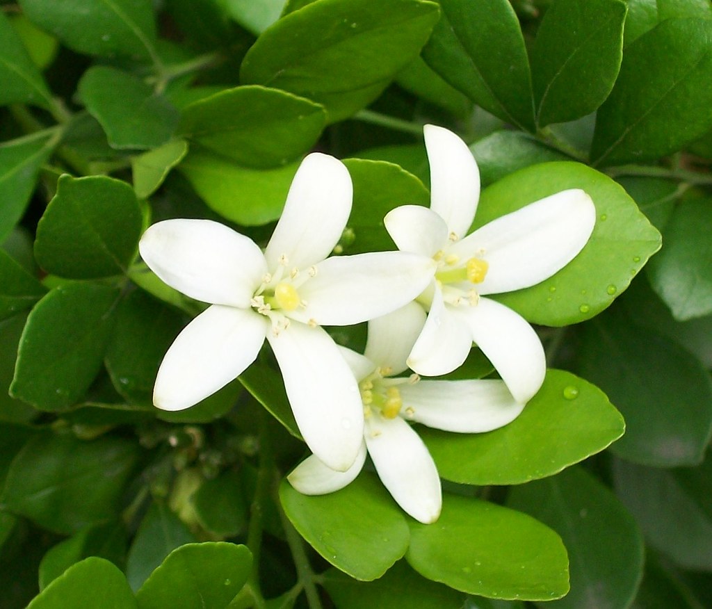 TUBEROSE (ARW)