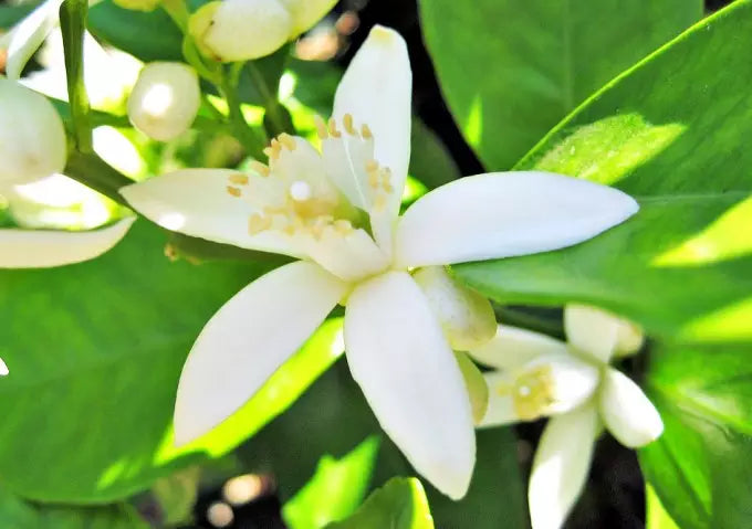 TUBEROSE (ARW)