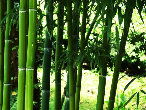 Mikado Pomelo Rosa y Bambú