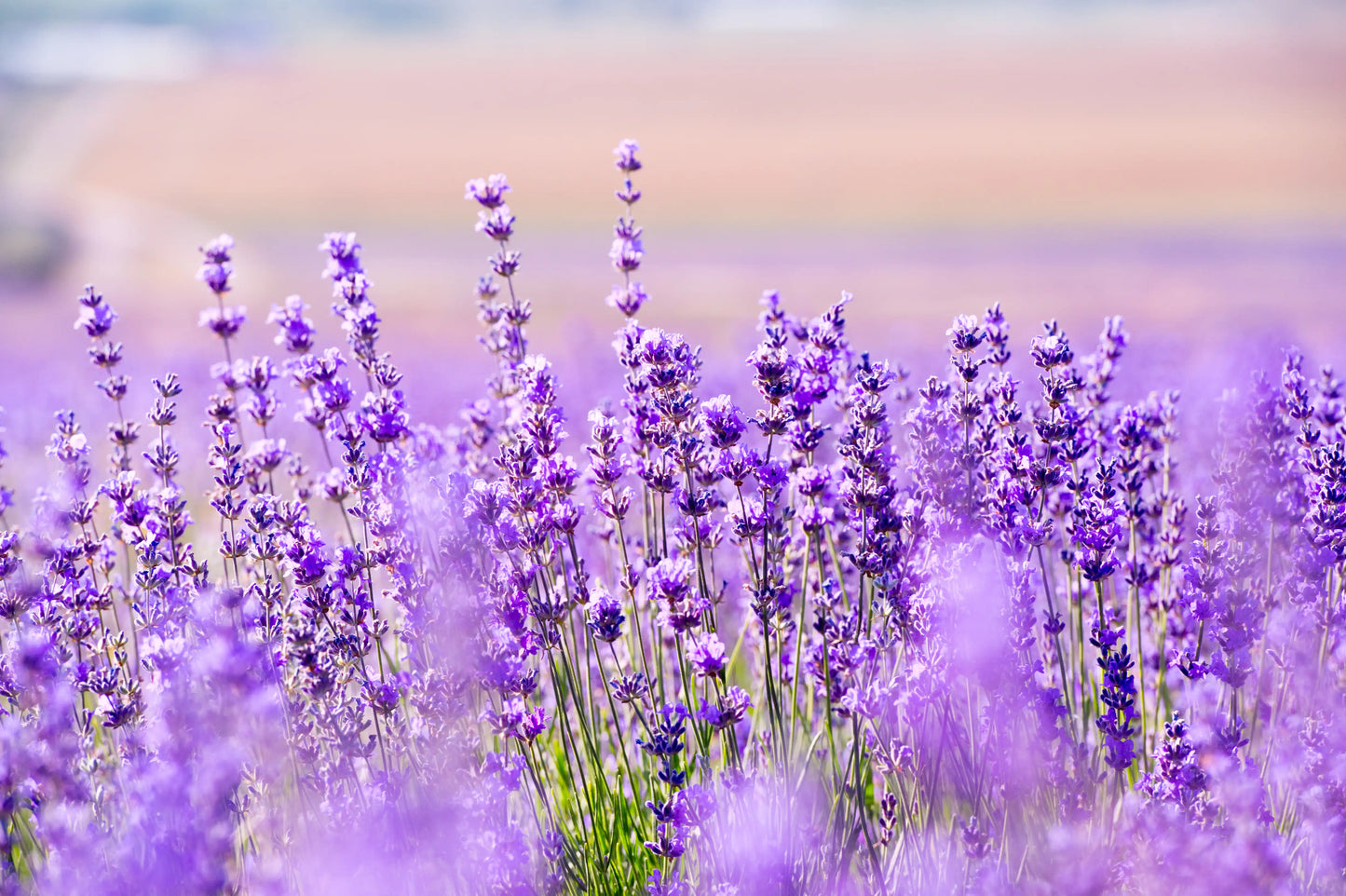 Ambicoche Lavanda