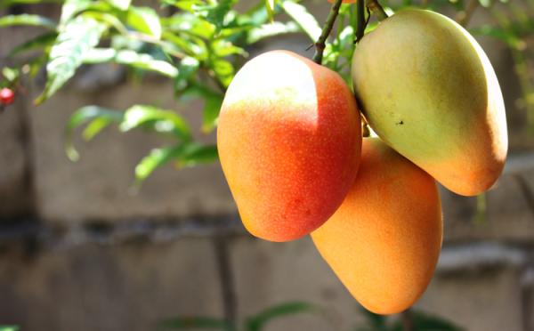 Ambicoche Mango