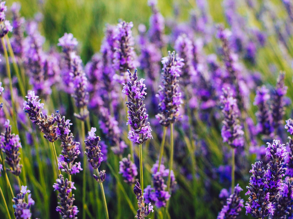 Mikado Lavanda